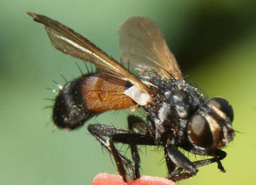 Réf. 330 858 : Cylindromyia sp.